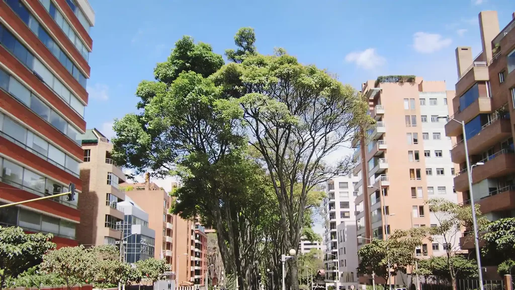 Bogotá Chico neighborhood street with tall green tree, brick apartment buildings and clear blue sky